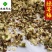 绿萼梅花绿梅花白梅花供应各种中药材