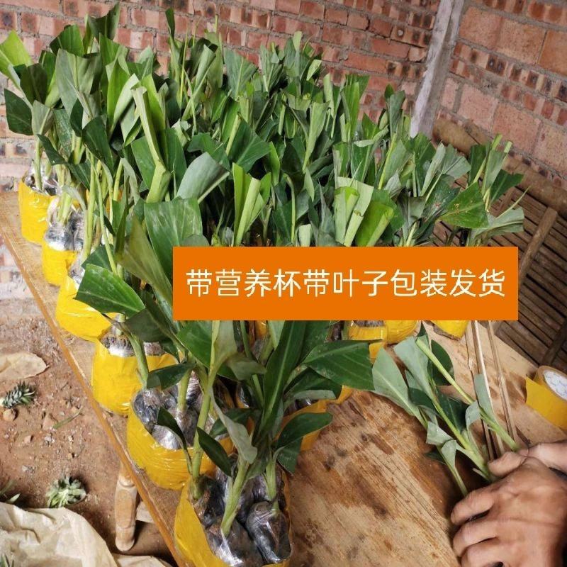 香蕉苗粉蕉苗金粉一号西贡蕉苗好种易活