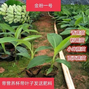 粉蕉苗金粉一号西贡蕉苗矮粉粉蕉苗