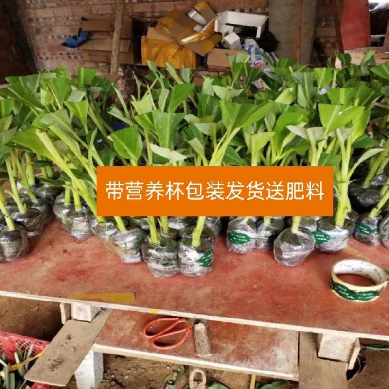 香蕉苗粉蕉苗西贡蕉苗带营养杯发货