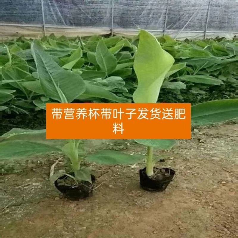 香蕉苗粉蕉苗西贡蕉苗带营养杯发货