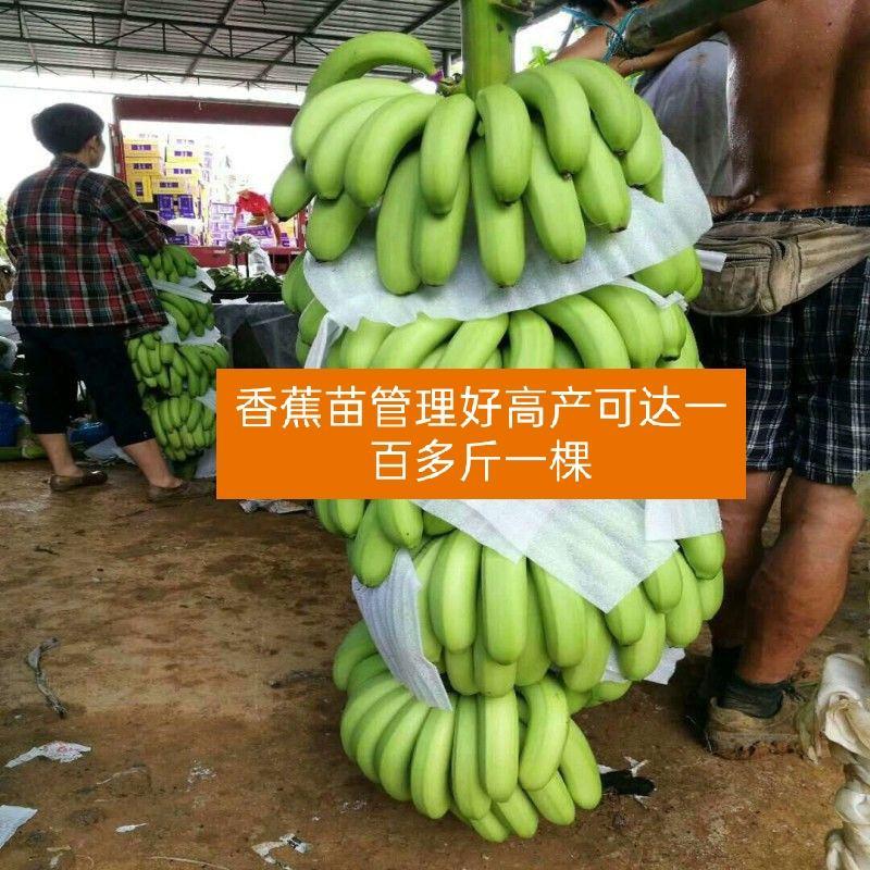 香蕉苗粉蕉苗西贡蕉苗带营养杯发货