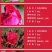 云南墨红可食用玫瑰花苗泡茶大马士革玫瑰苗四季开花浓香型室