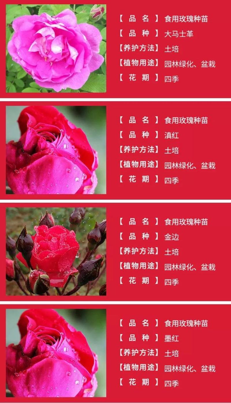 云南墨红可食用玫瑰花苗泡茶大马士革玫瑰苗四季开花浓香型室