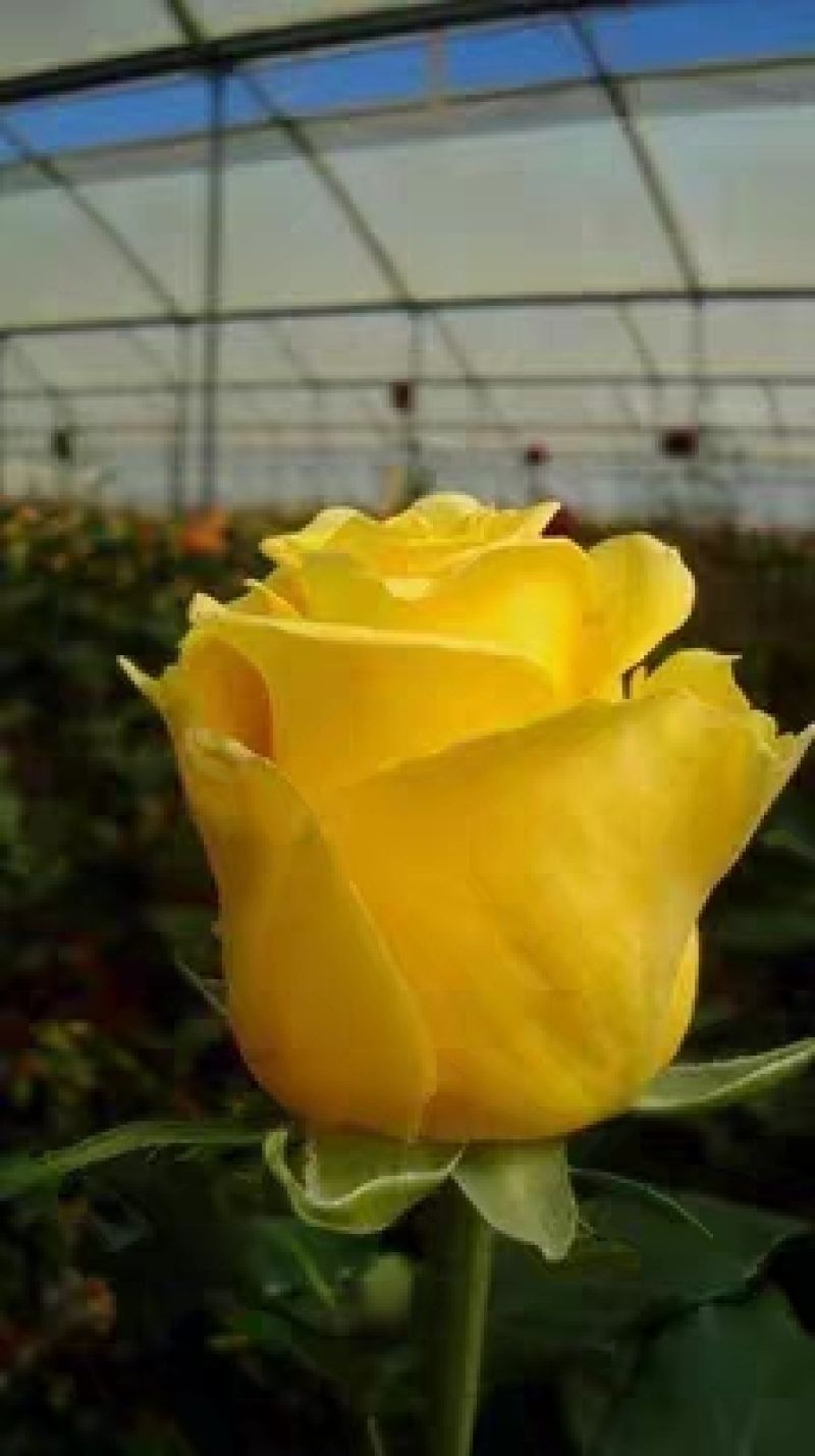 黄玫瑰花苗【金香玉/金镶玉】灌木大花切花月季金黄四季开花