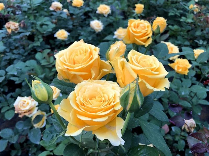 黄玫瑰花苗【金香玉/金镶玉】灌木大花切花月季金黄四季开花