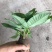 发财树，单杆，三杆，五编