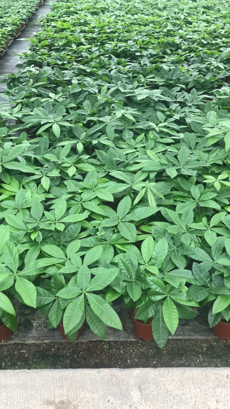发财树，单杆，三杆，五编