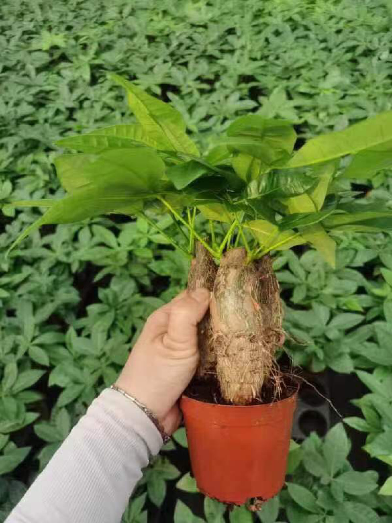 发财树，单杆，三杆，五编