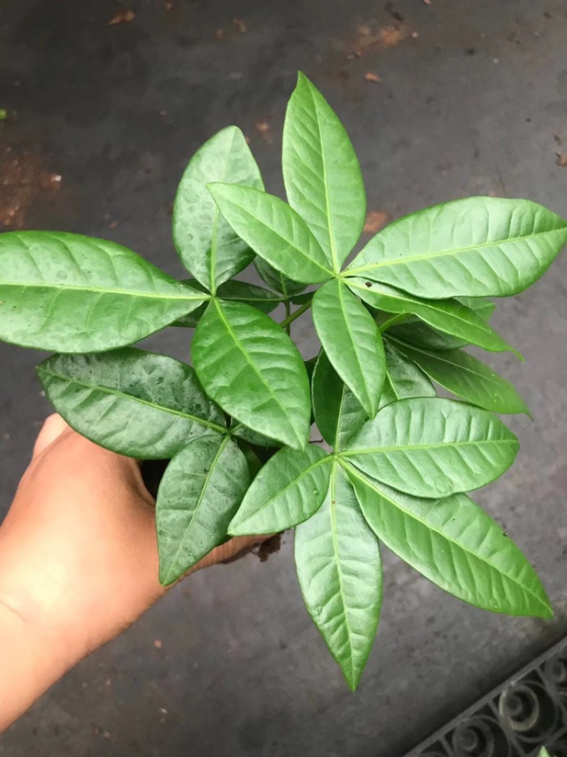 发财树，单杆，三杆，五编