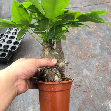 发财树，单杆，三杆，五编