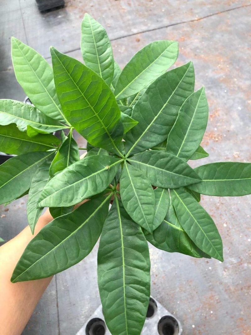 发财树，单杆，三杆，五编