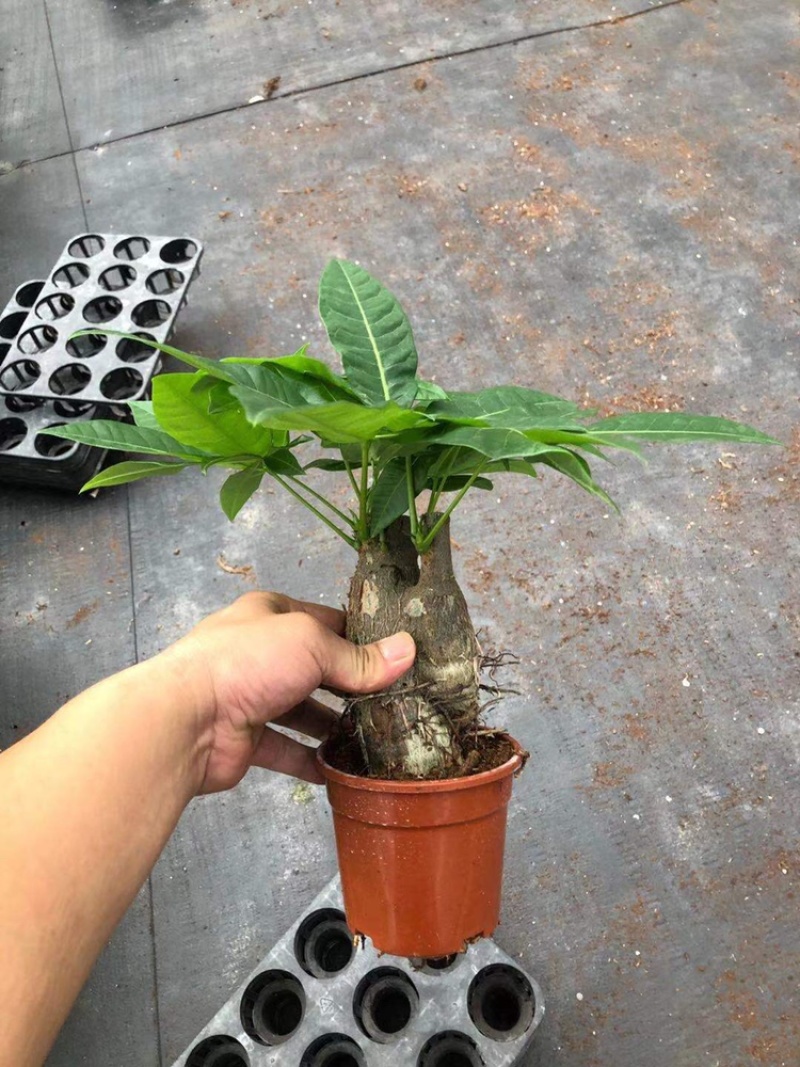 发财树，单杆，三杆，五编