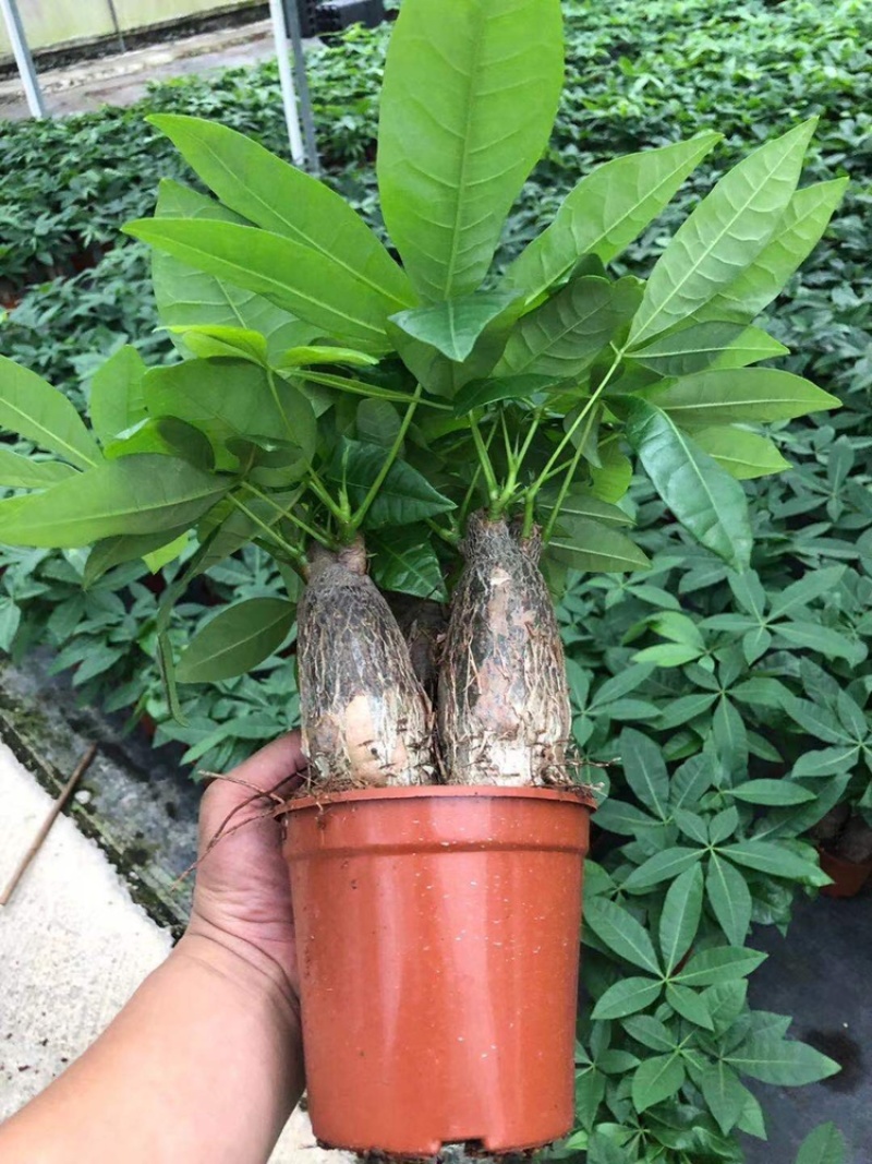 发财树，单杆，三杆，五编