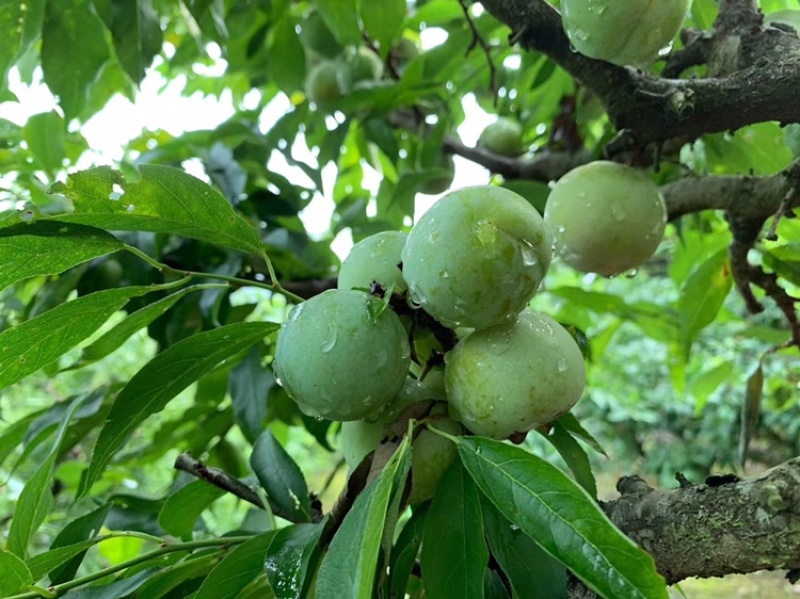 三月李。多多买菜。美团优选。电商合作