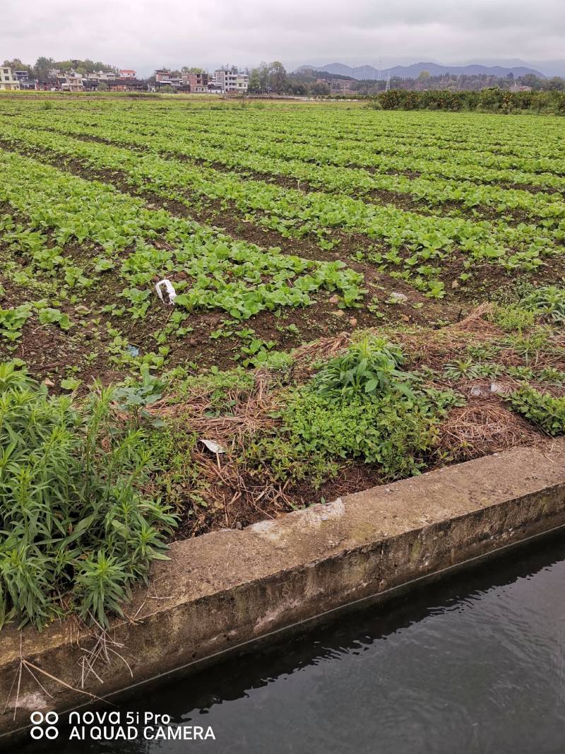 白菜苔即将上市欢迊代卖定购