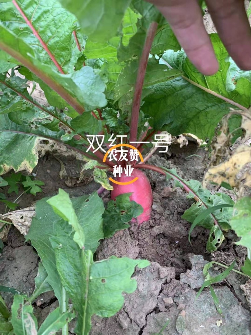 耐热极早熟红皮萝卜种子杂交一代双红一号萝卜种子抗热