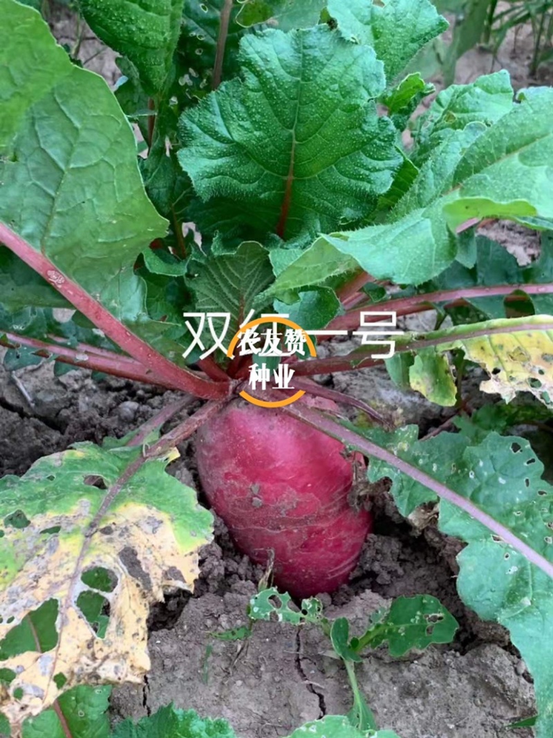 耐热极早熟红皮萝卜种子杂交一代双红一号萝卜种子抗热