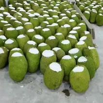 菠萝蜜越南自营工厂自主品牌量大稳定以质为赢