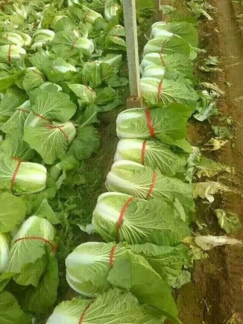 山东潍坊青州市黄心大白菜大量上市全国直销量大质优