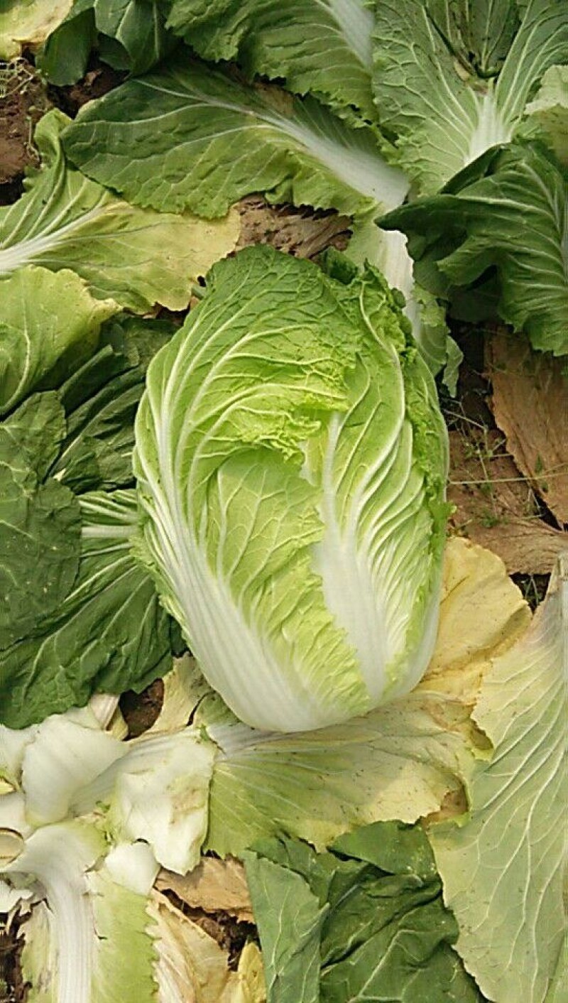 山东潍坊青州市黄心大白菜大量上市全国直销量大质优