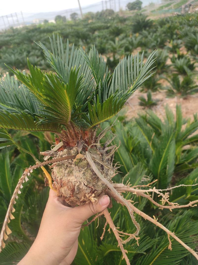 多头小铁，产地直销，物美价廉。有意者私聊我哟！