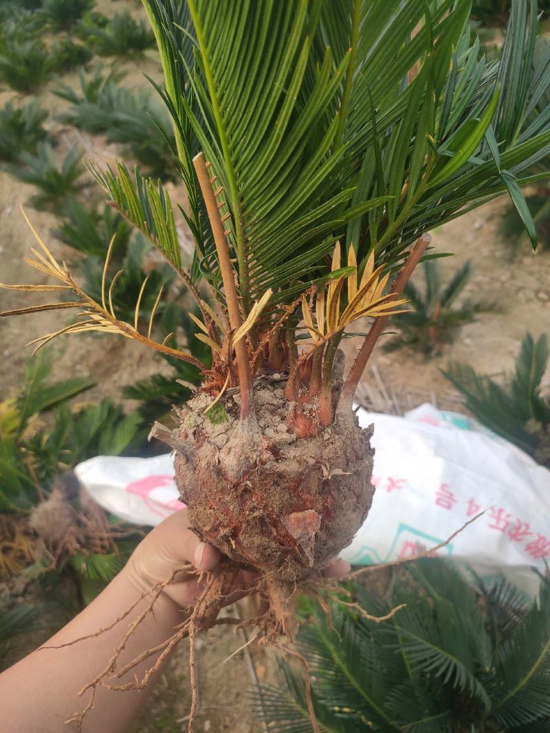 多头小铁，产地直销，物美价廉。有意者私聊我哟！