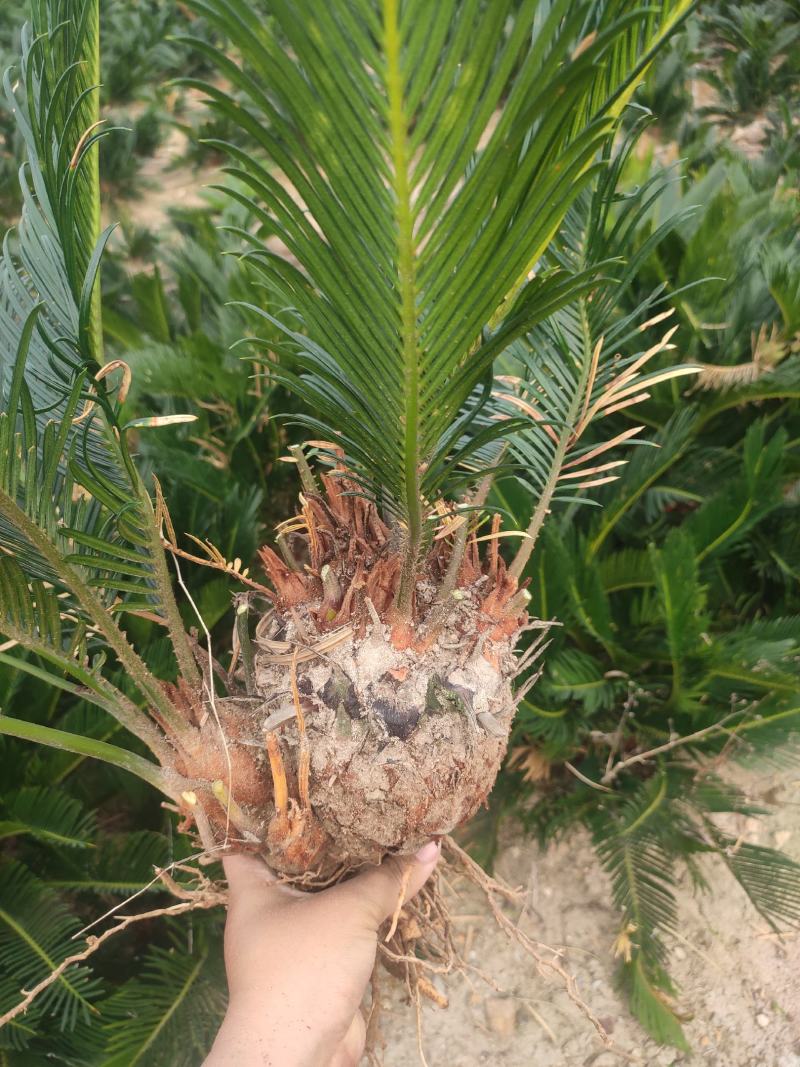 多头小铁，产地直销，物美价廉。有意者私聊我哟！