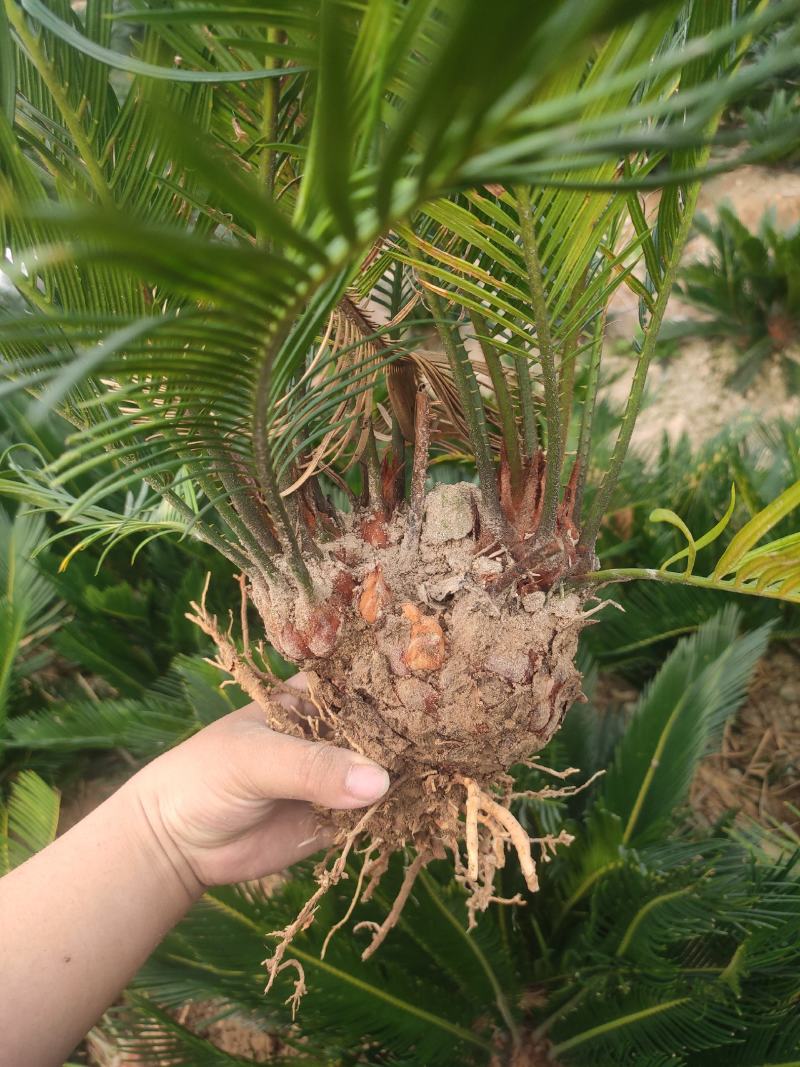 多头小铁，产地直销，物美价廉。有意者私聊我哟！