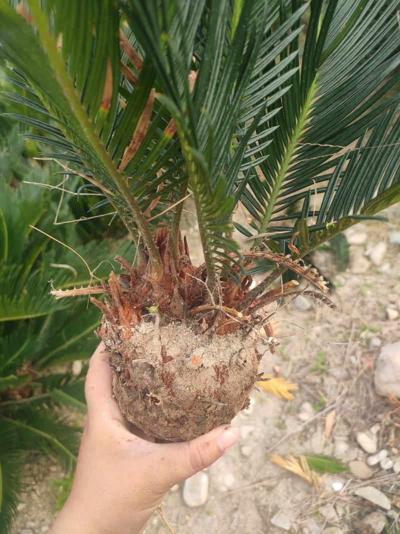 多头小铁，产地直销，物美价廉。有意者私聊我哟！
