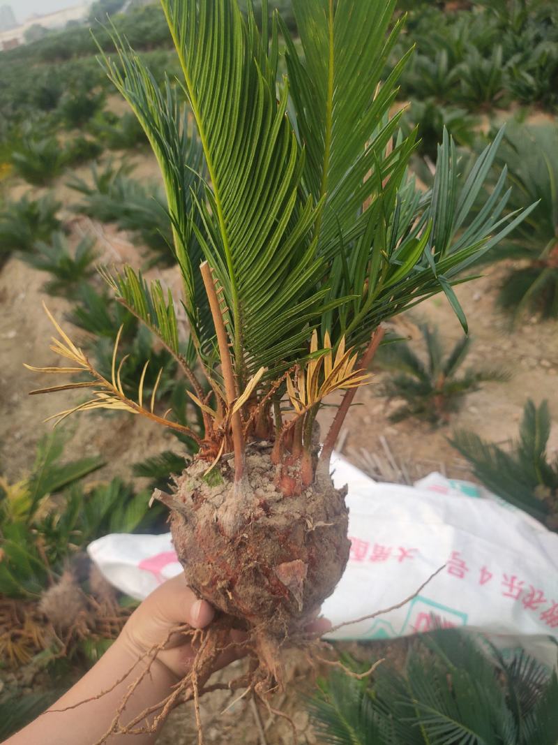 多头小铁，产地直销，物美价廉。有意者私聊我哟！