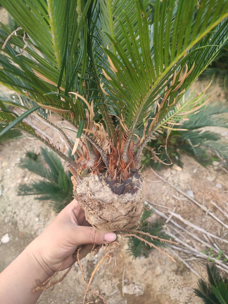 多头小铁，产地直销，物美价廉。有意者私聊我哟！