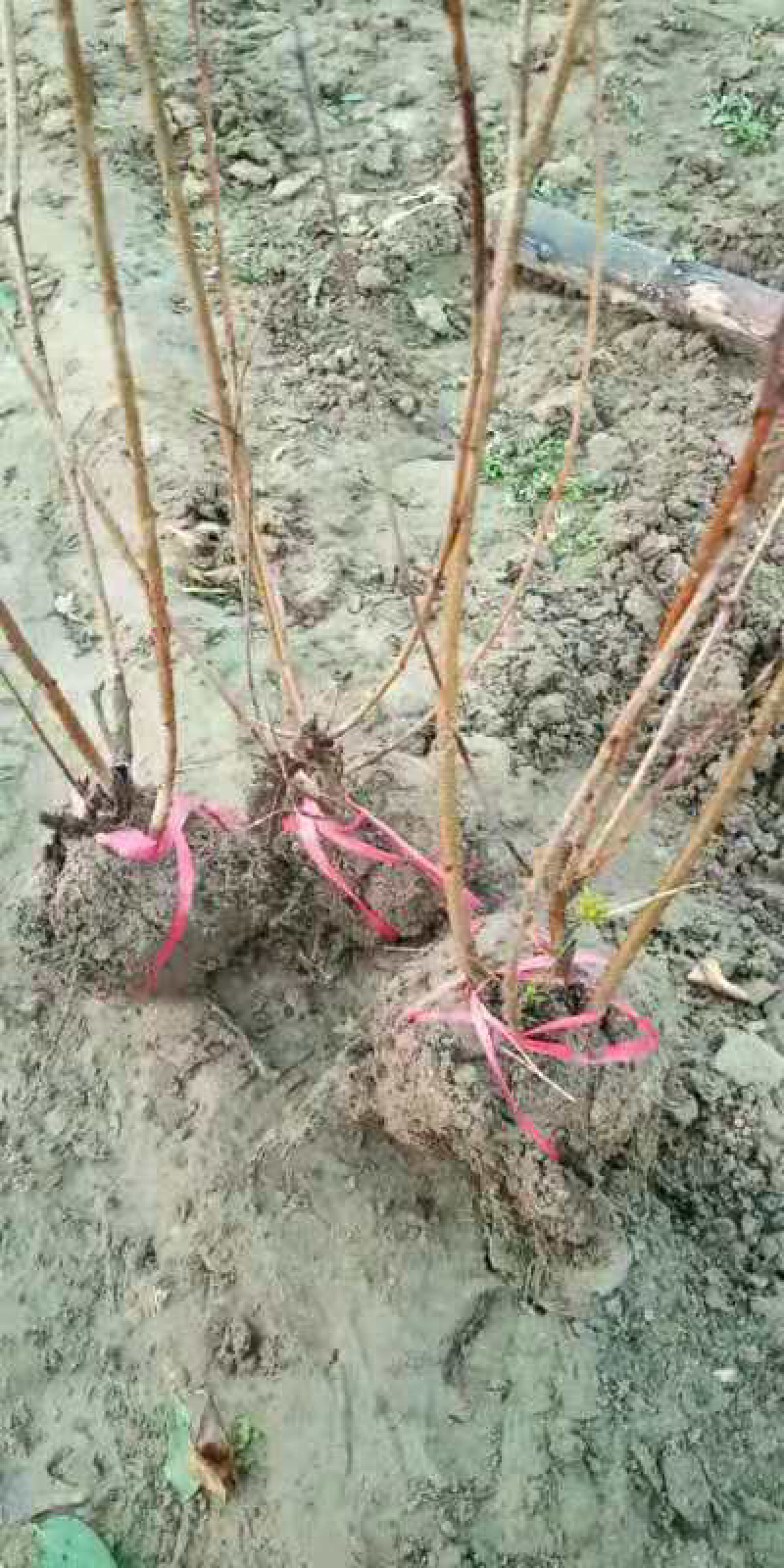 满天星榆叶梅丛生小苗货源充足适合南北种植耐寒等