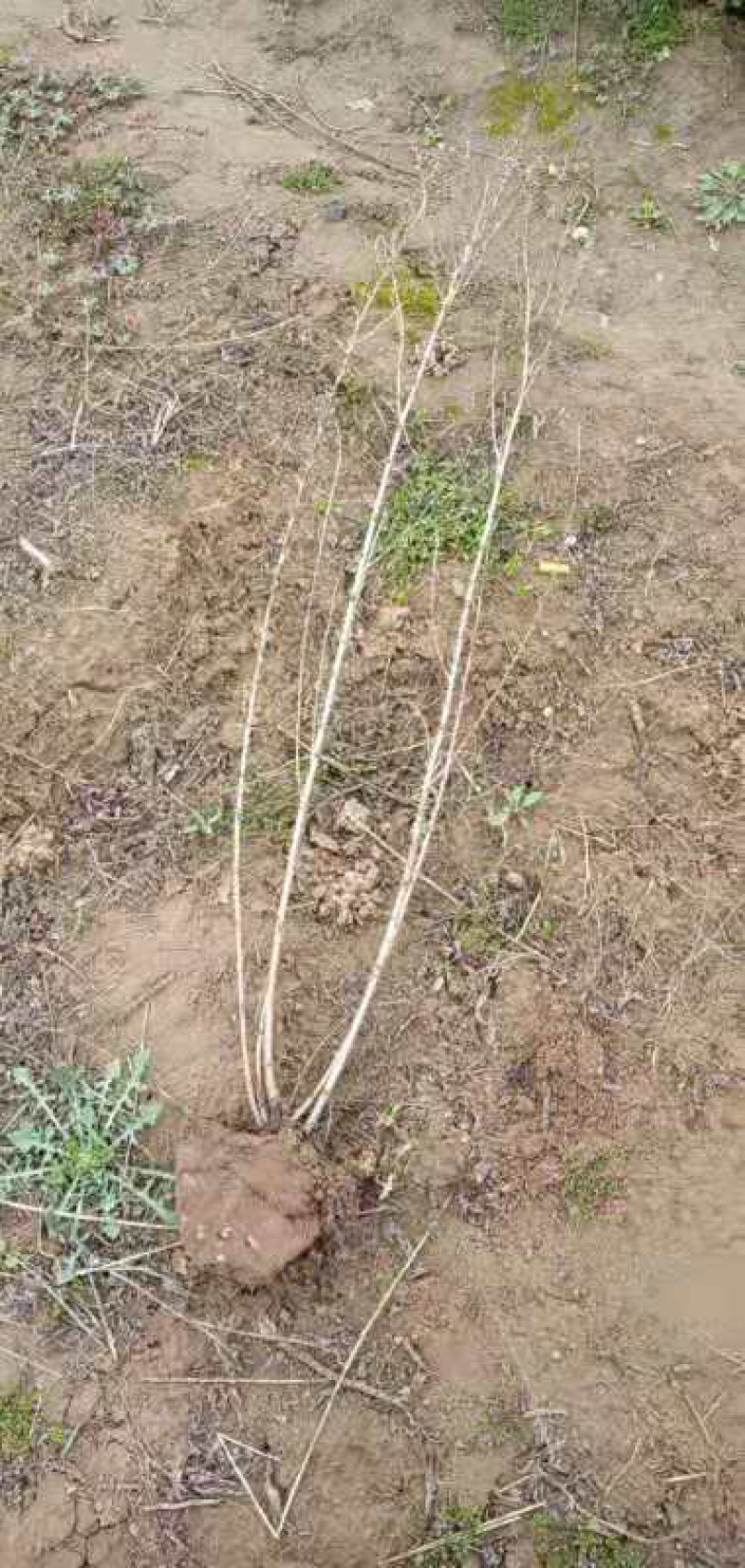 满天星榆叶梅丛生小苗货源充足适合南北种植耐寒等