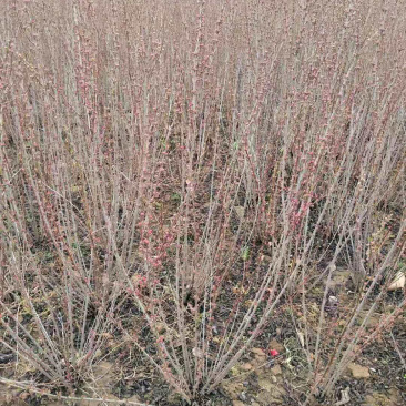 满天星榆叶梅丛生小苗货源充足适合南北种植耐寒等