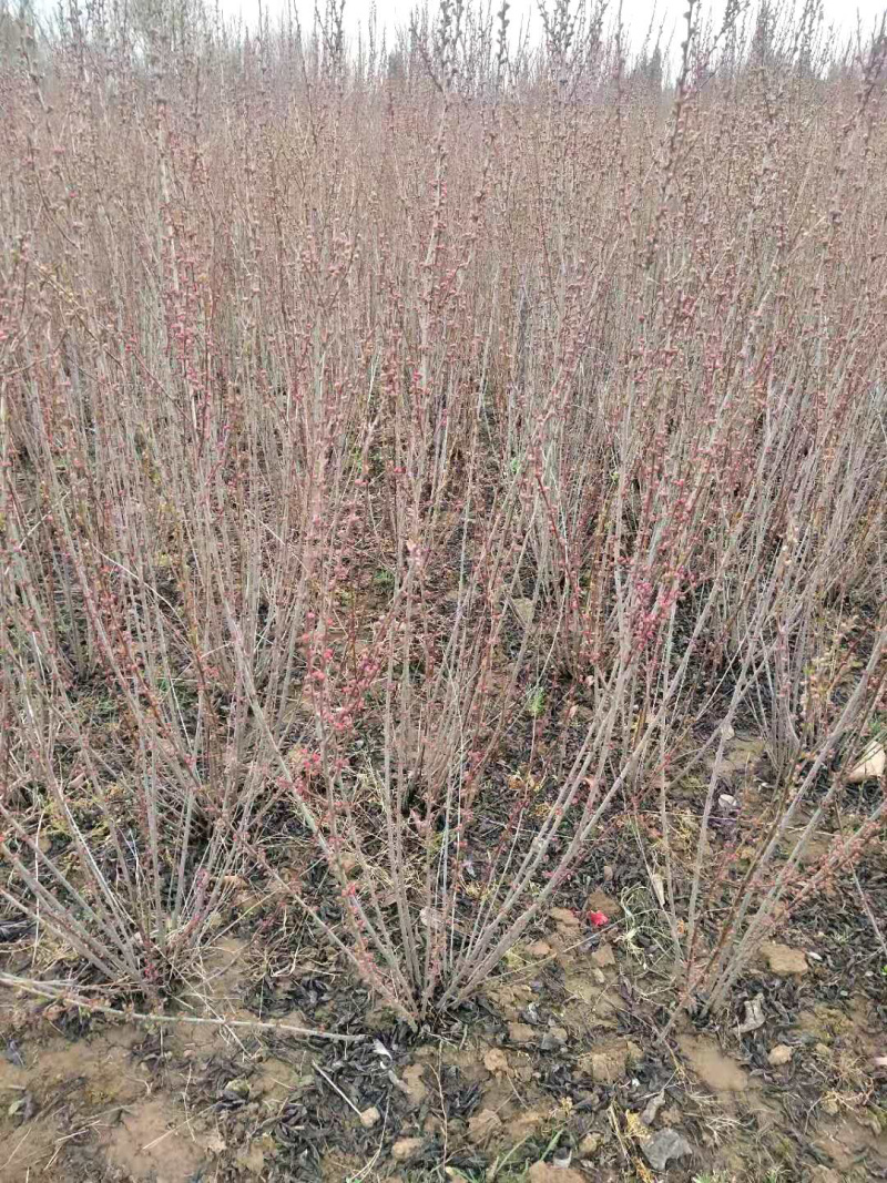 满天星榆叶梅丛生小苗货源充足适合南北种植耐寒等
