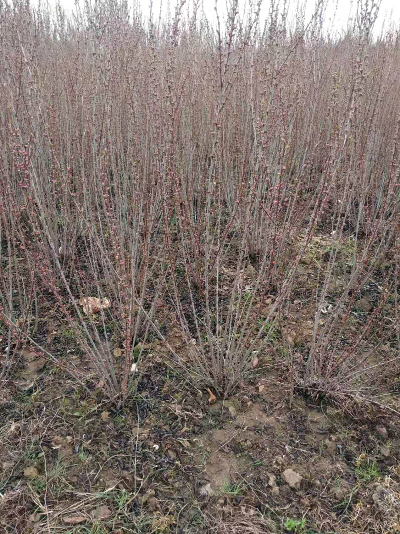 满天星榆叶梅丛生小苗货源充足适合南北种植耐寒等