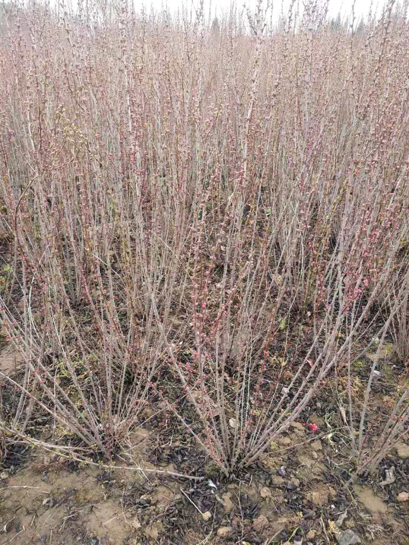 满天星榆叶梅丛生小苗货源充足适合南北种植耐寒等