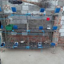 兔笼养殖兔笼竹底板配件齐全饮水器料盒接粪板