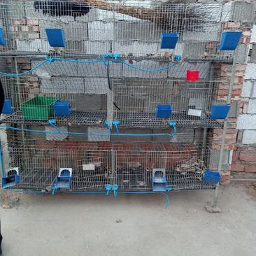 兔笼养殖兔笼竹底板配件齐全饮水器料盒接粪板