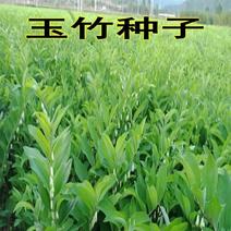 玉竹种子药材种籽萎地管子尾参铃铛菜葳蕤耐寒中草药养身农家