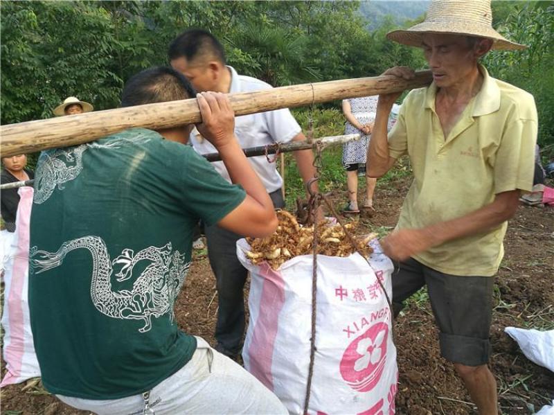 玉竹种子药材种籽萎地管子尾参铃铛菜葳蕤耐寒中草药养身农家