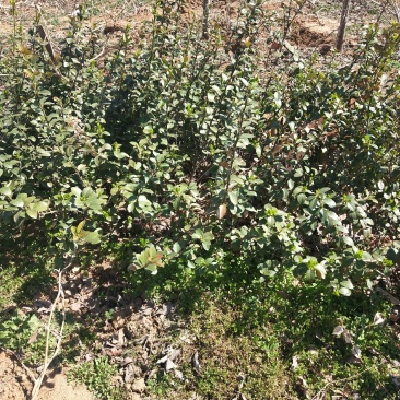 自己苗圃精品优质扶芳藤