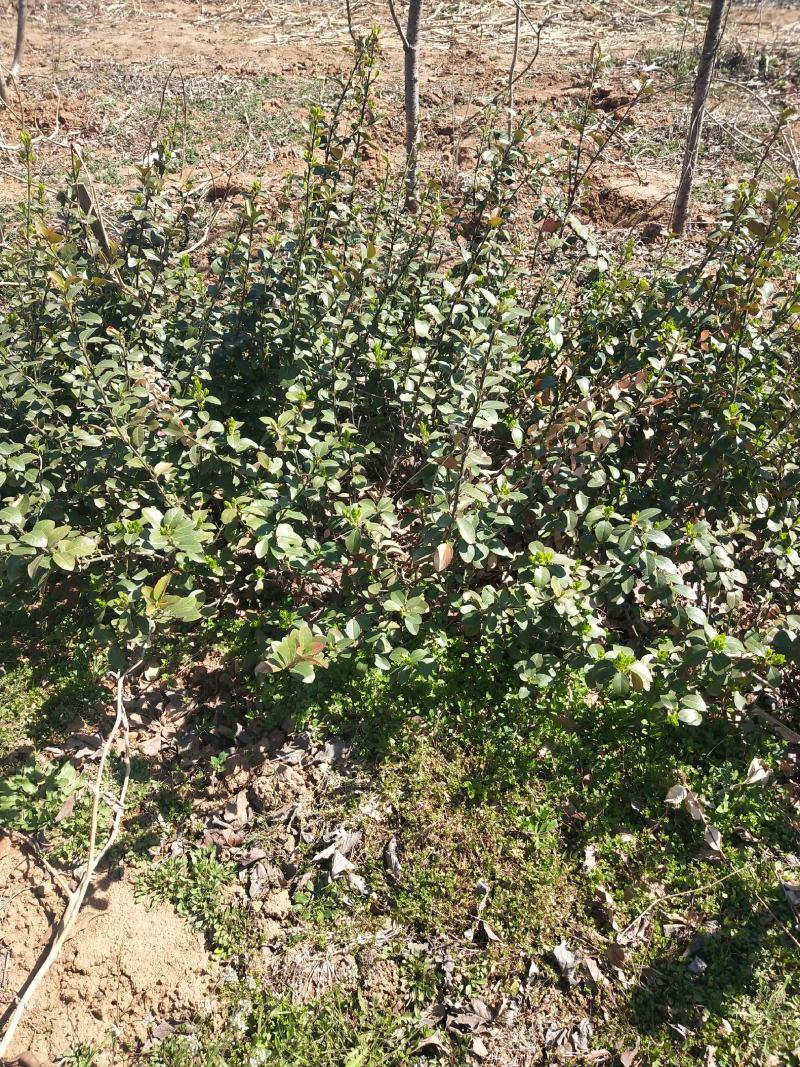 自己苗圃精品优质扶芳藤