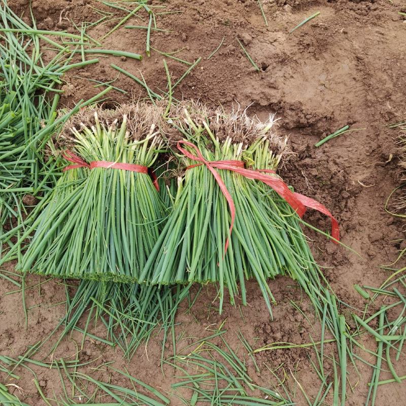 葱苗山东铁杆钢葱葱苗大棚种植货量足品种齐直供市场基地