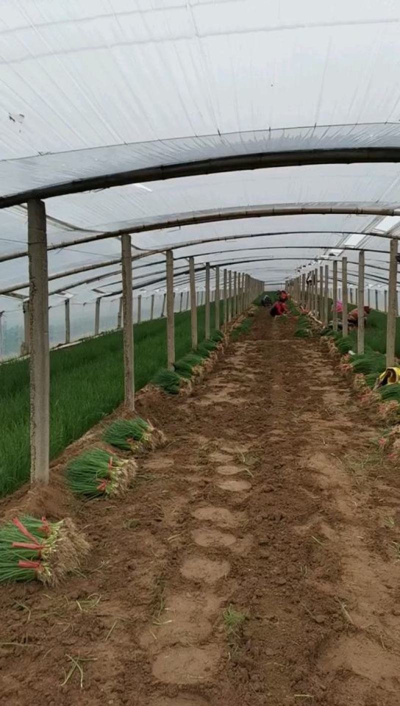 葱苗山东铁杆钢葱葱苗大棚种植货量足品种齐直供市场基地