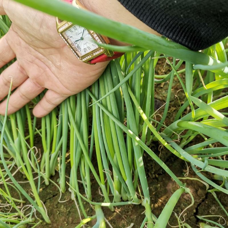 葱苗山东铁杆钢葱葱苗大棚种植货量足品种齐直供市场基地