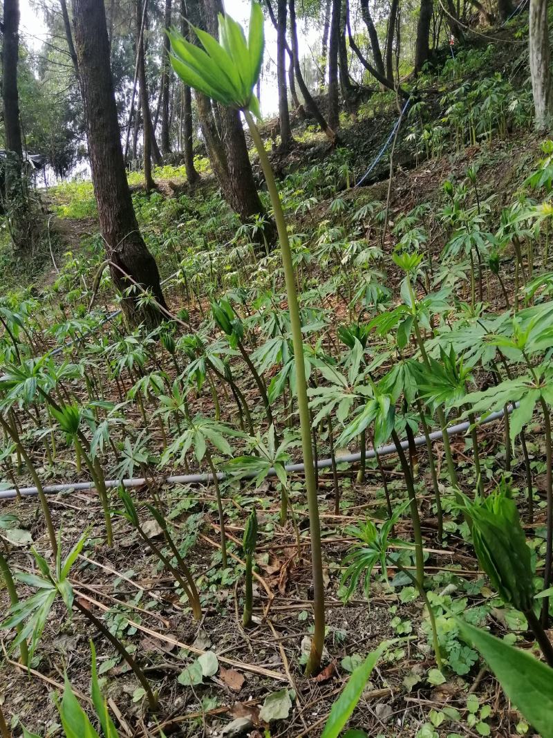 （籽育苗）优质高杆华重楼苗