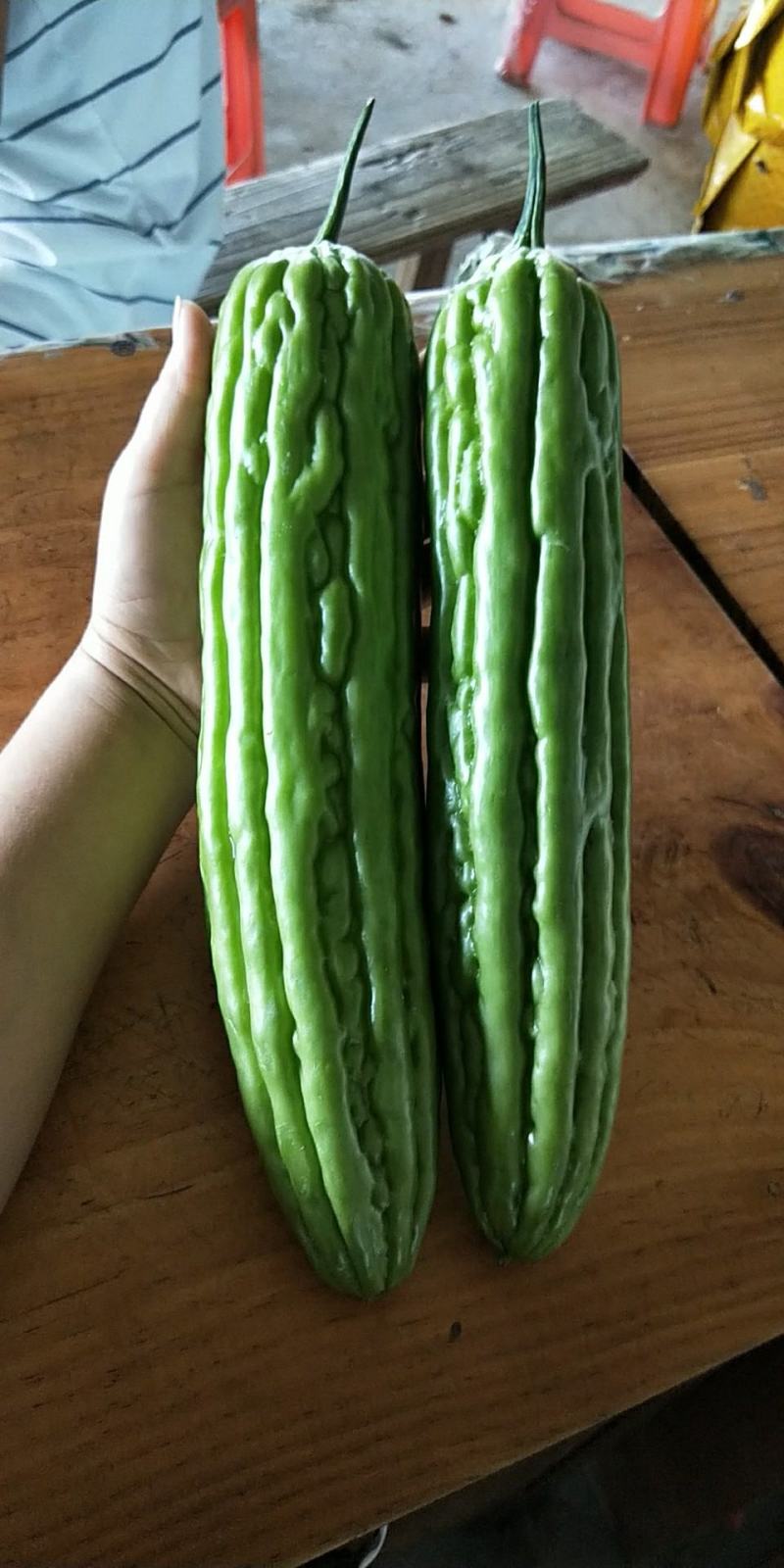嫁接苦瓜苗(嫁接大肉油瓜苗，嫁接珍珠苦瓜苗，)可预定。