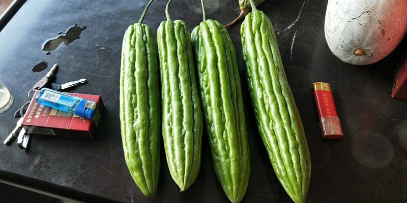 嫁接苦瓜苗(嫁接大肉油瓜苗，嫁接珍珠苦瓜苗，)可预定。